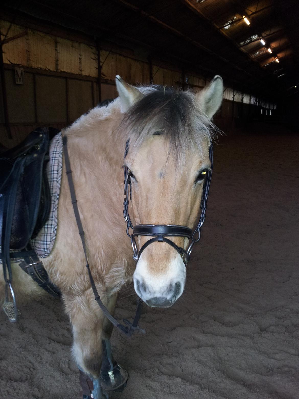 Fjordhest hubort billede 7