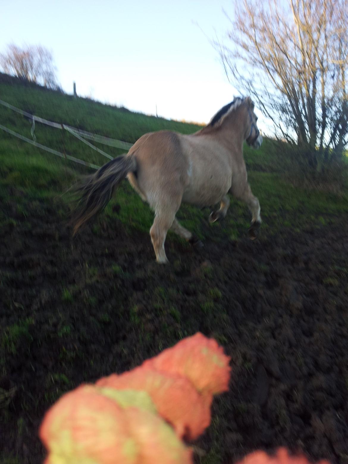 Fjordhest hubort - hubort i fuld fart <3 billede 8