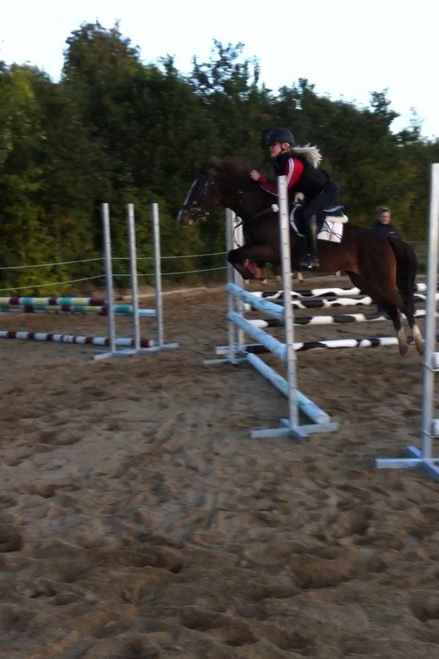 New Forest Staldbakkens Tic-Tacs - Springtræning - 105 <3 billede 4