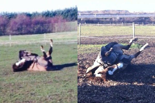 New Forest Staldbakkens Tic-Tacs - Karate Tic <3 billede 8