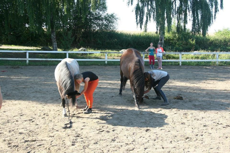 Anden særlig race Cargo billede 8