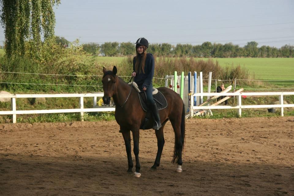 Anden særlig race Cargo billede 9