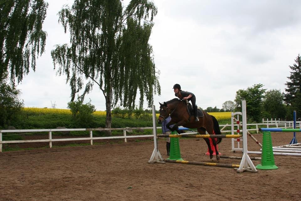 Anden særlig race Cargo billede 10