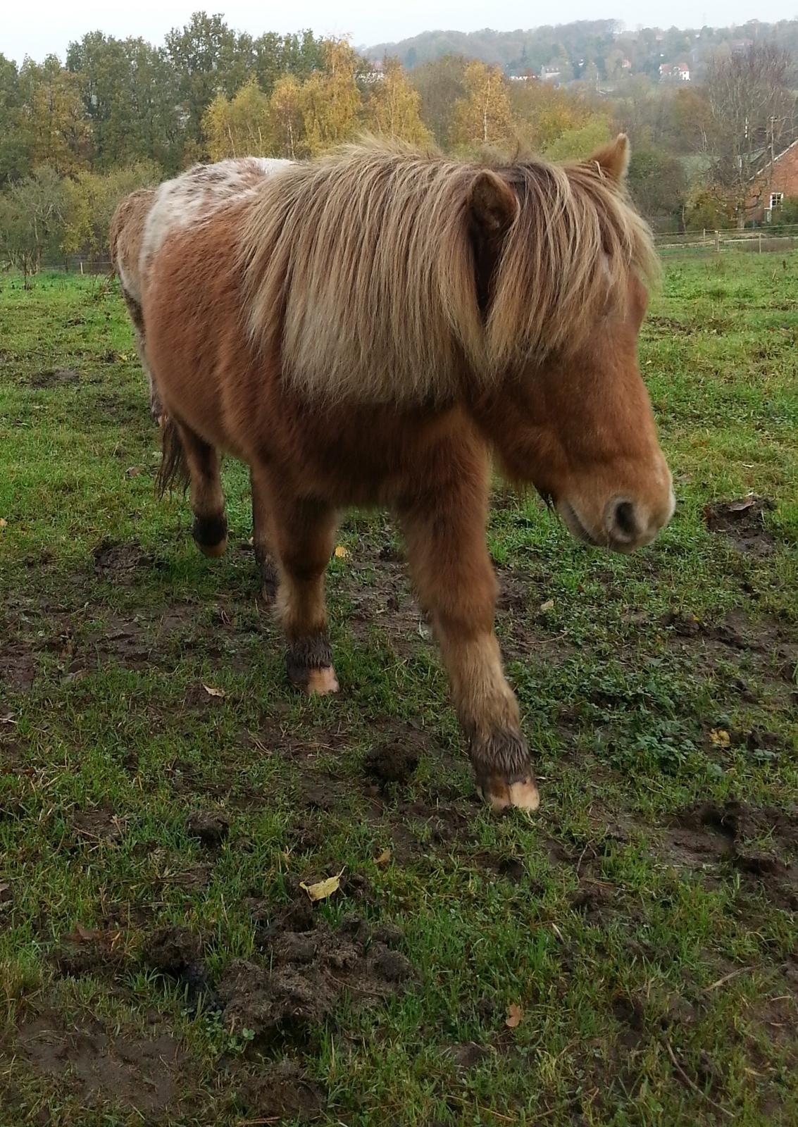 Miniature Tarzan billede 22