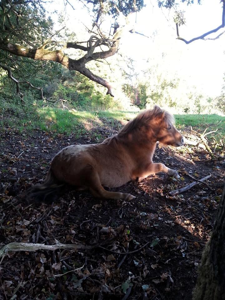 Miniature Tarzan billede 23