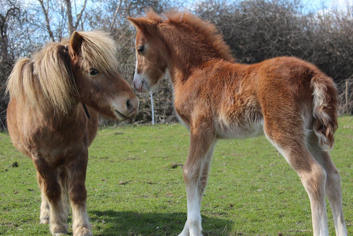 Miniature Tarzan billede 24