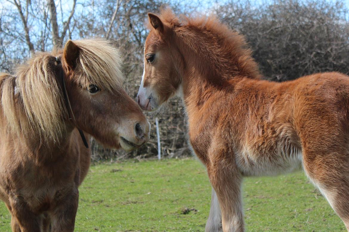 Miniature Tarzan billede 25