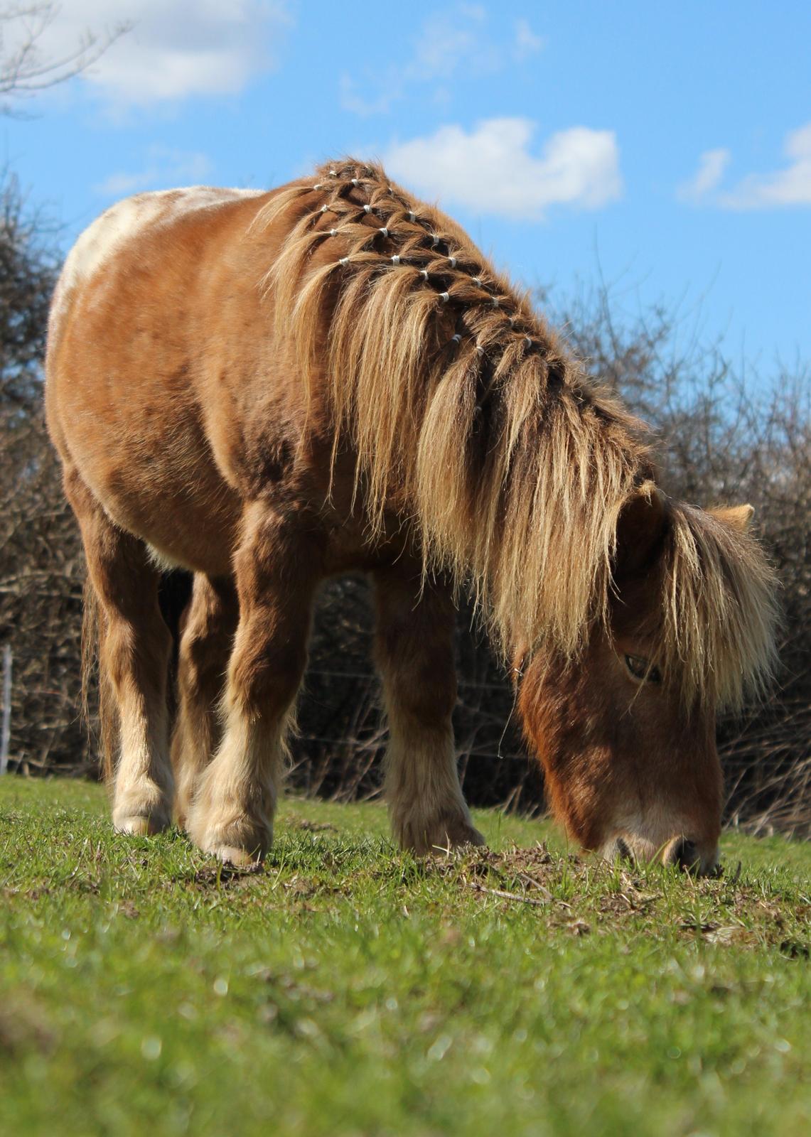 Miniature Tarzan billede 26