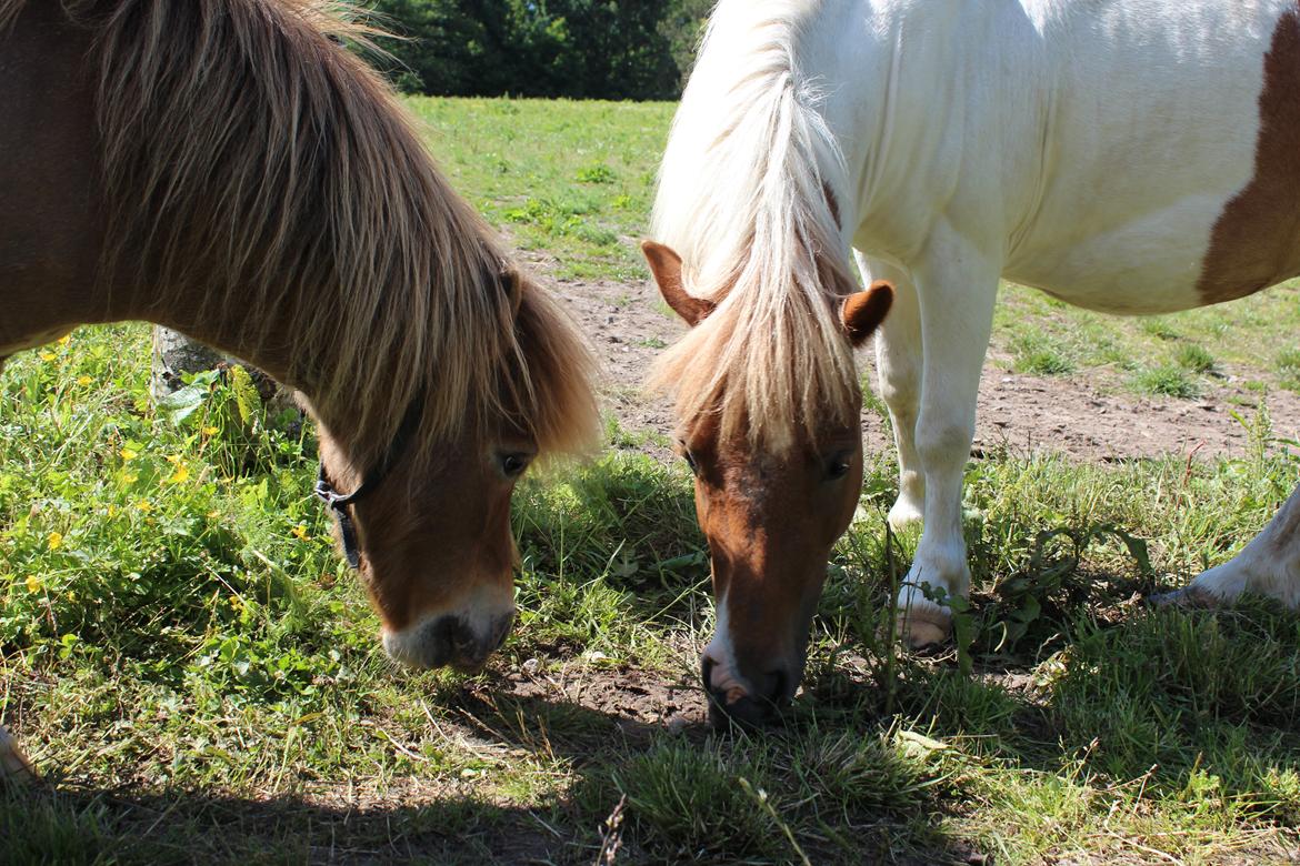 Miniature Tarzan billede 28