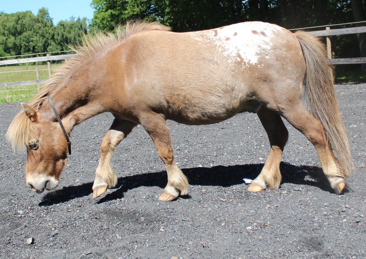 Miniature Tarzan billede 29