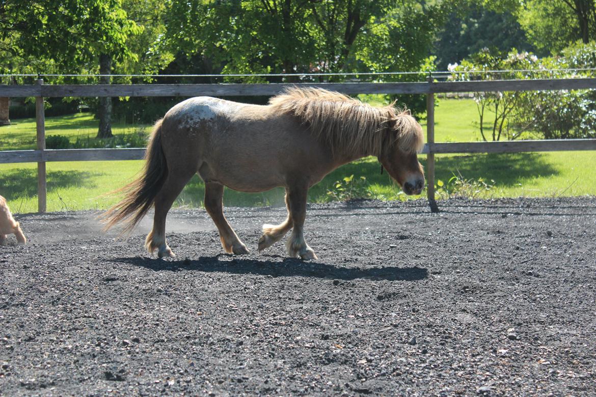 Miniature Tarzan billede 30