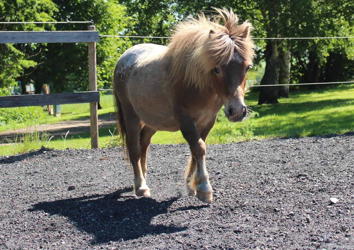 Miniature Tarzan billede 31