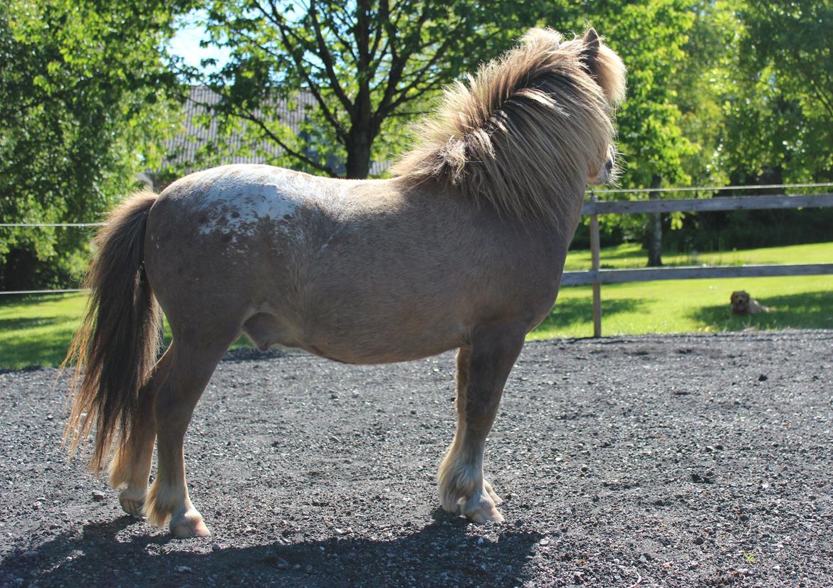 Miniature Tarzan billede 32