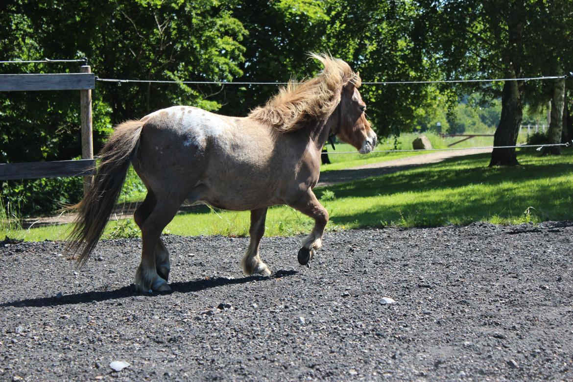 Miniature Tarzan billede 33