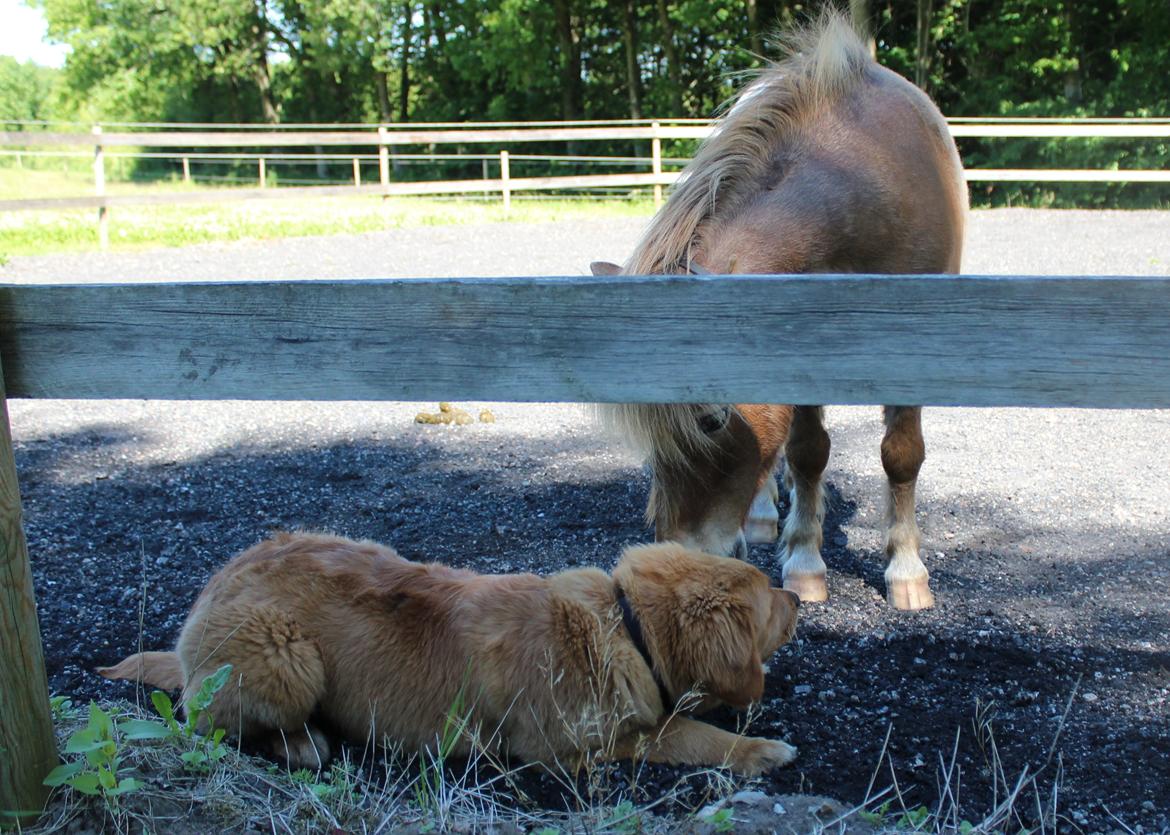 Miniature Tarzan billede 34