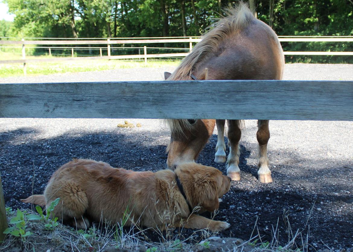 Miniature Tarzan billede 35