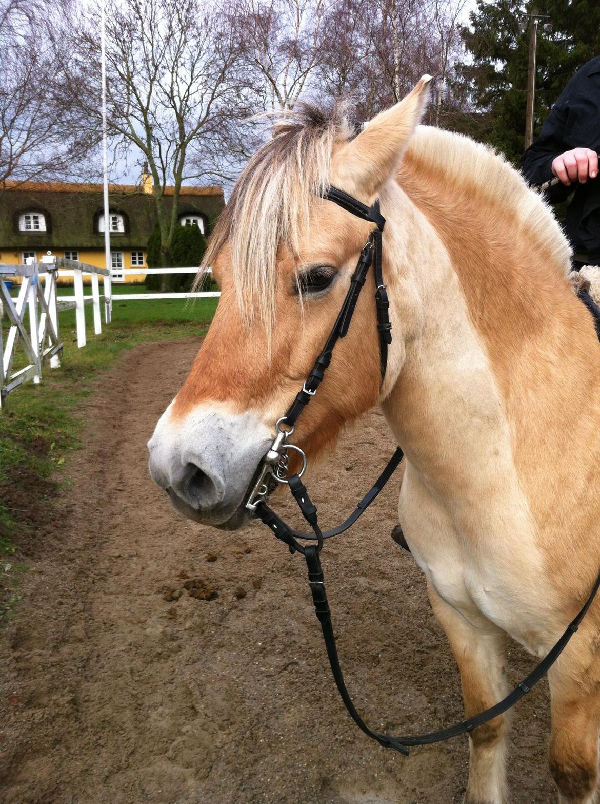 Fjordhest Hjorthøj´s Note billede 20