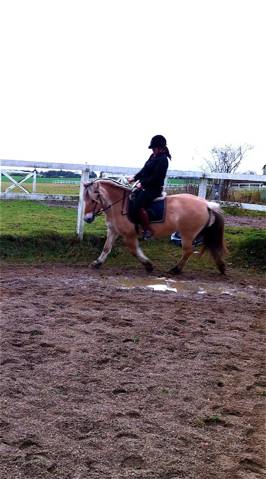 Fjordhest Hjorthøj´s Note billede 21