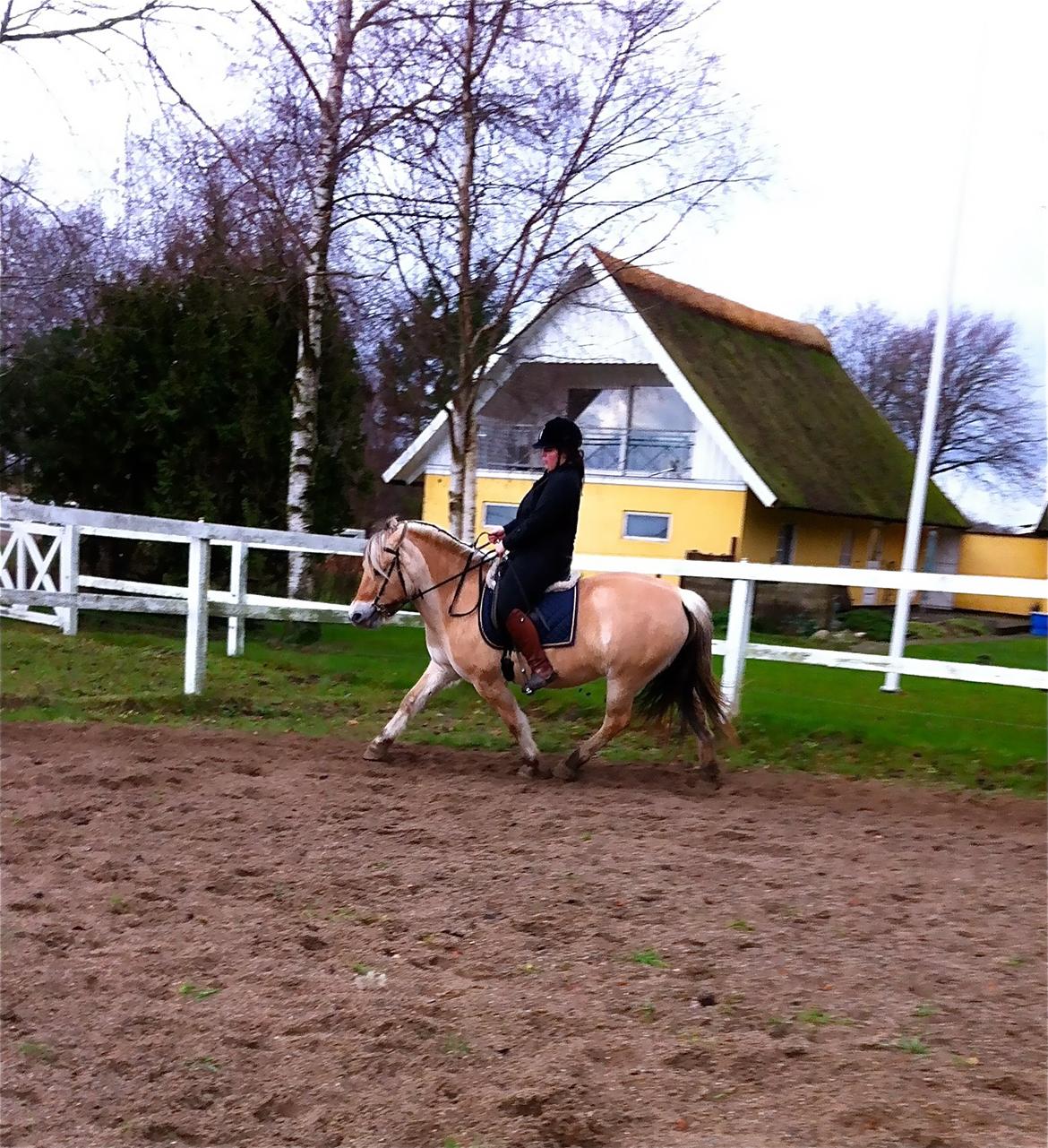 Fjordhest Hjorthøj´s Note billede 22