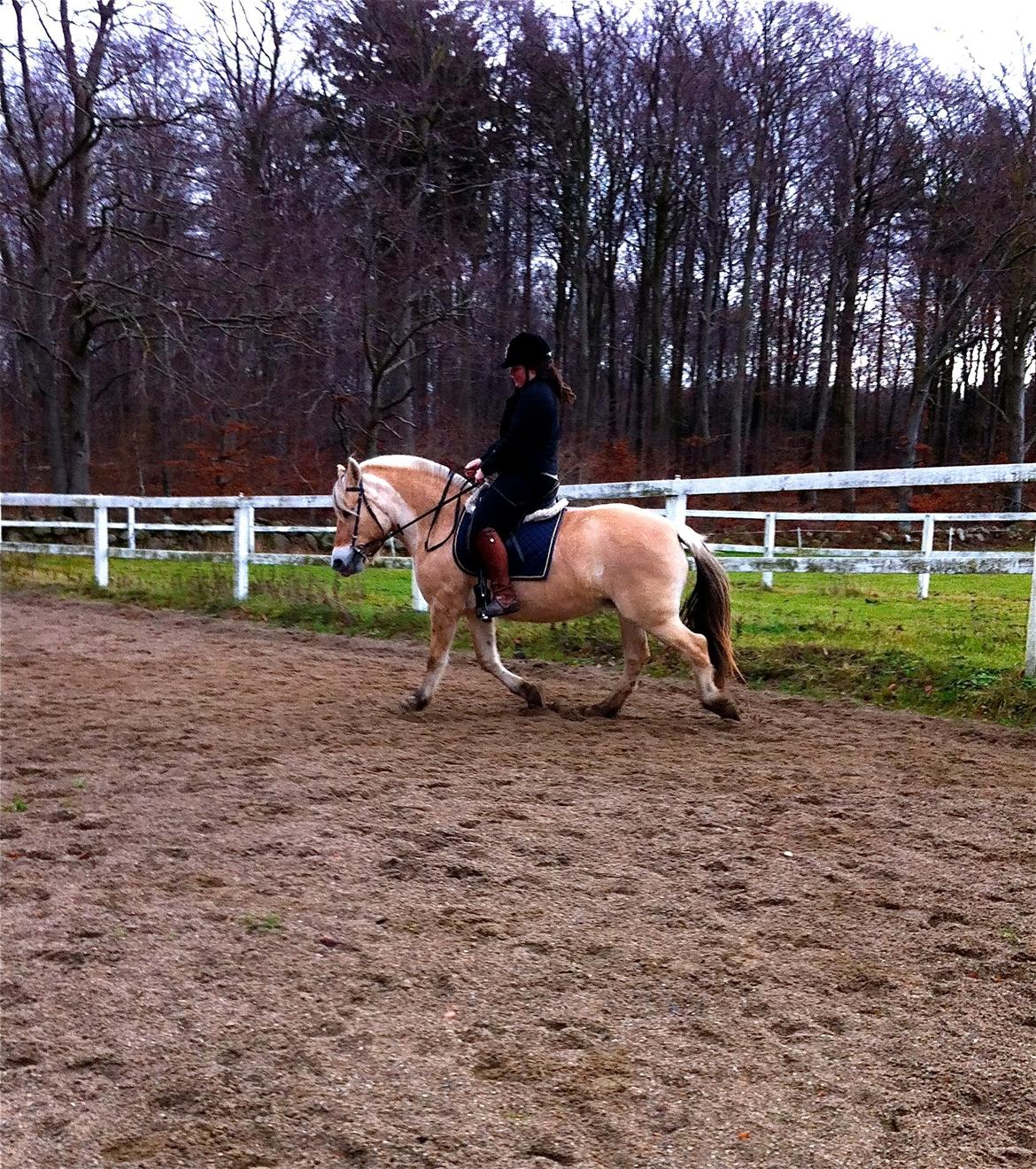 Fjordhest Hjorthøj´s Note billede 23