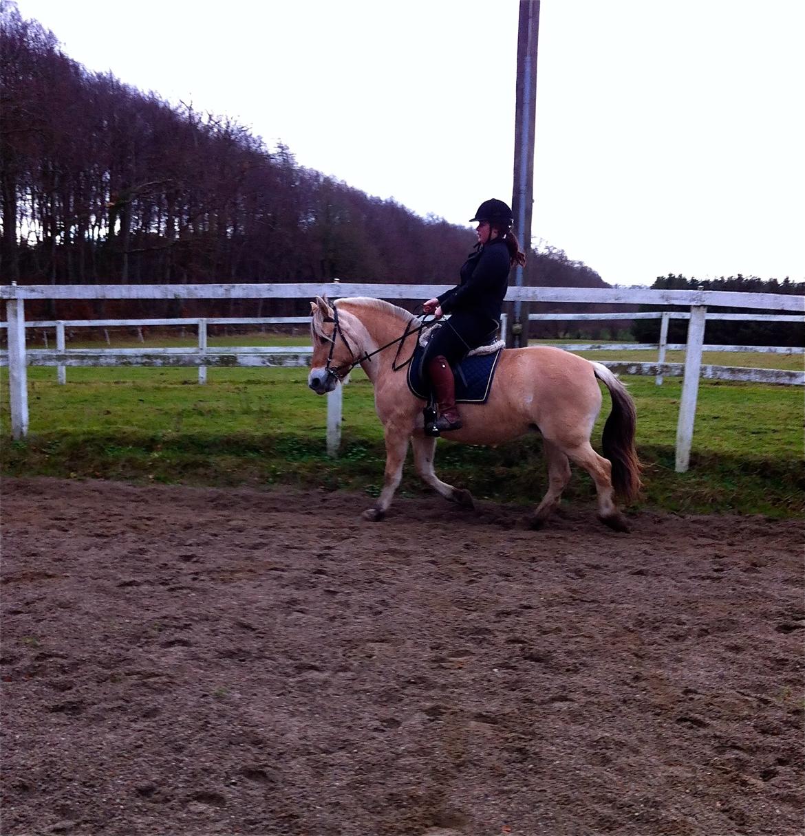 Fjordhest Hjorthøj´s Note billede 24