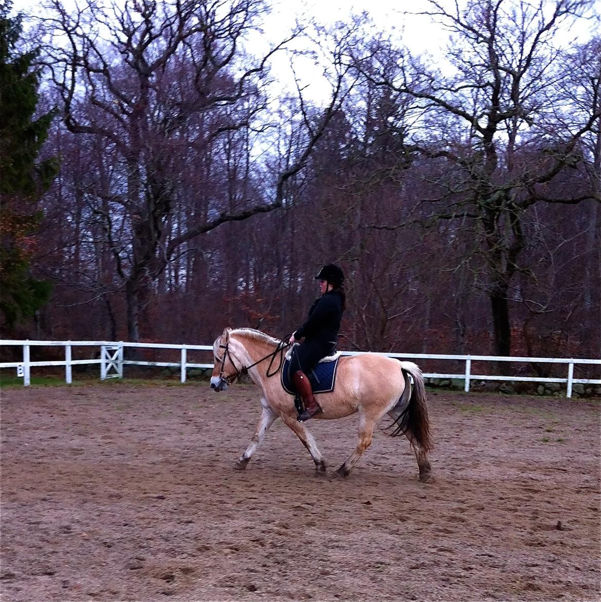 Fjordhest Hjorthøj´s Note billede 25