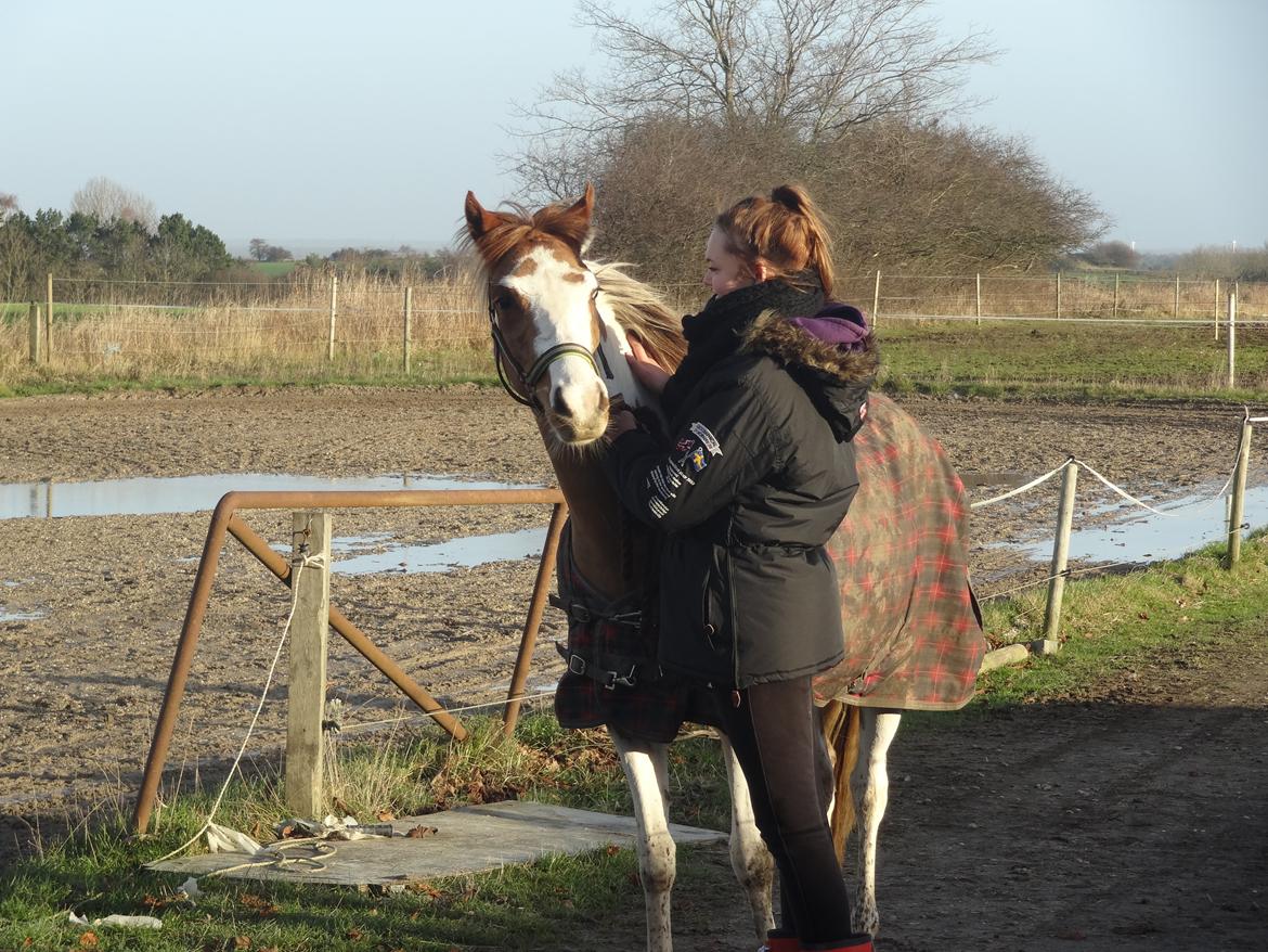 Pinto B-boy højgaard billede 2