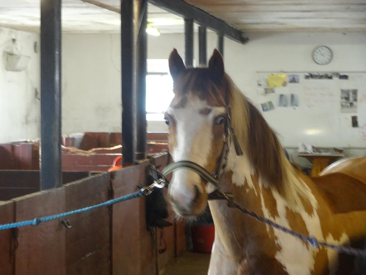 Pinto B-boy højgaard billede 3