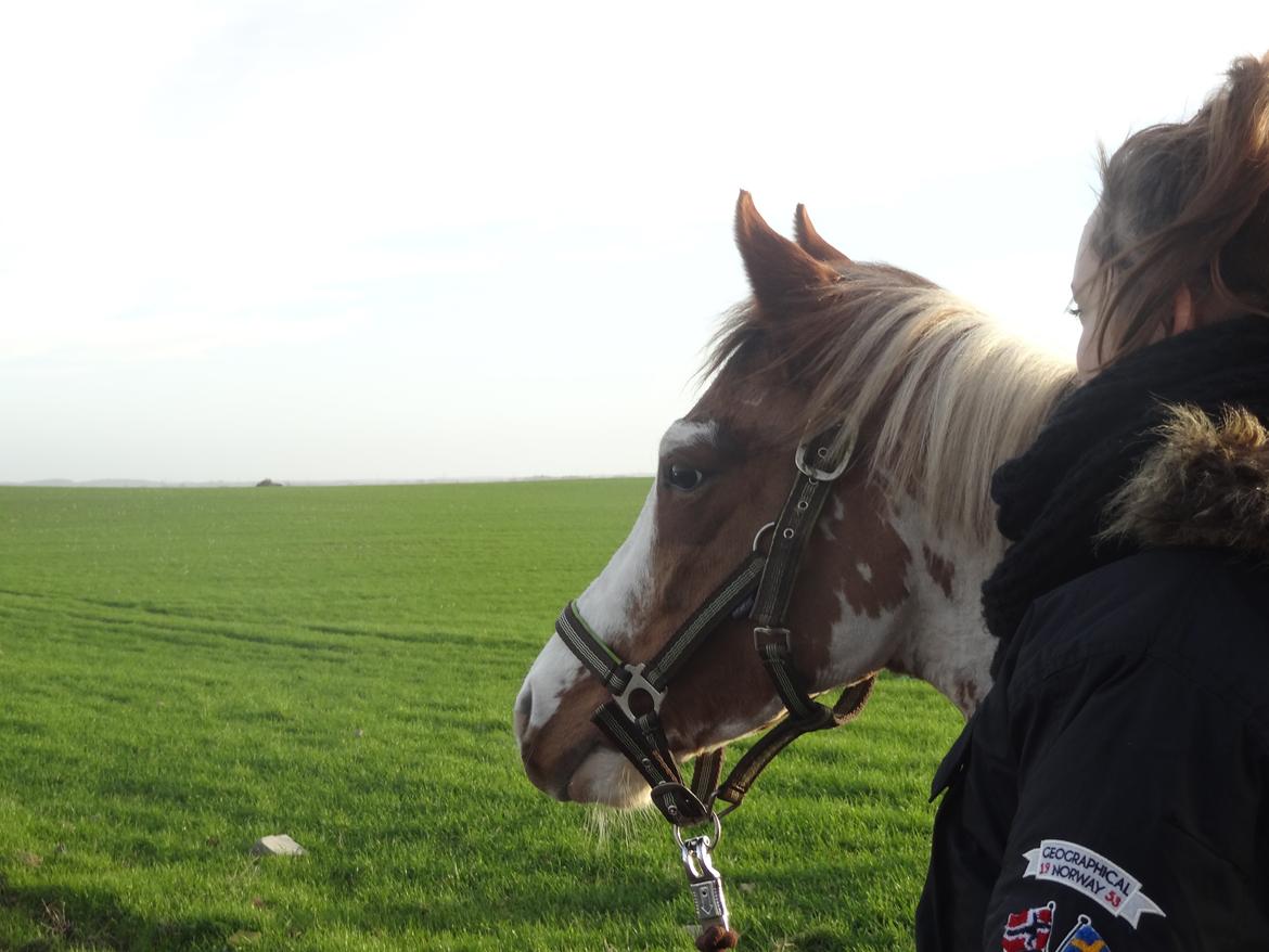 Pinto B-boy højgaard billede 4