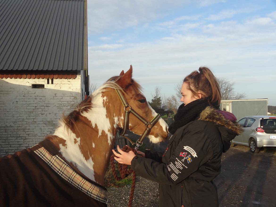 Pinto B-boy højgaard billede 5