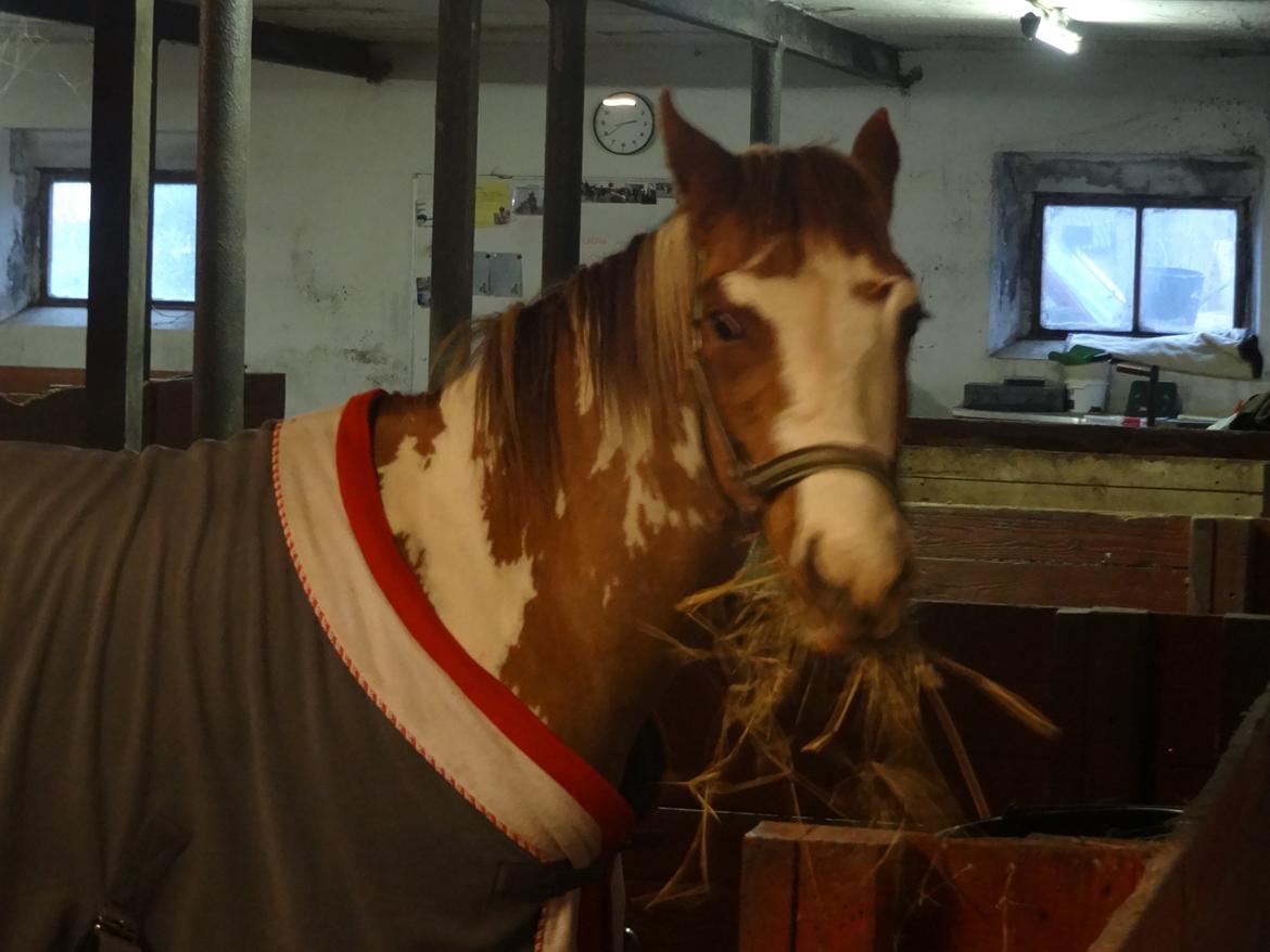 Pinto B-boy højgaard billede 6