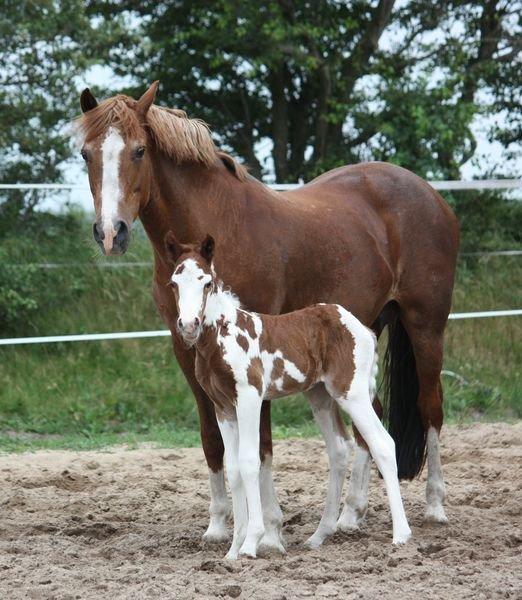Pinto B-boy højgaard - B-boy's mor og ham. billede 7