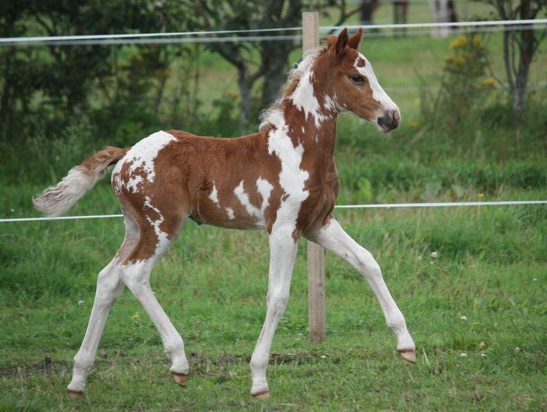Pinto B-boy højgaard - lille føl billede 8