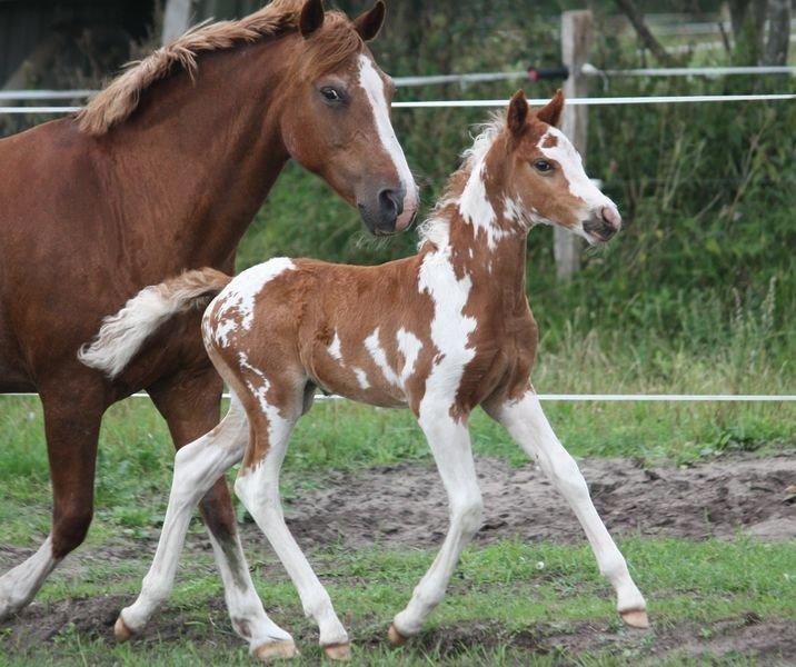 Pinto B-boy højgaard billede 9
