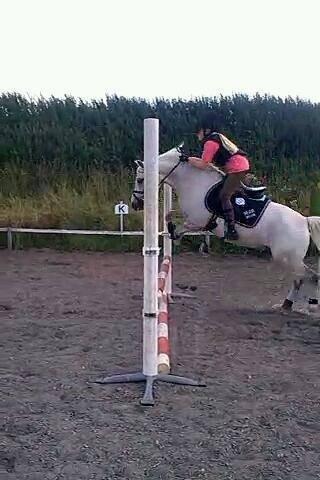 Welsh Pony (sec B) Diablo billede 16