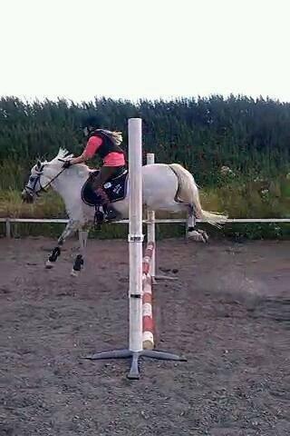 Welsh Pony (sec B) Diablo billede 17