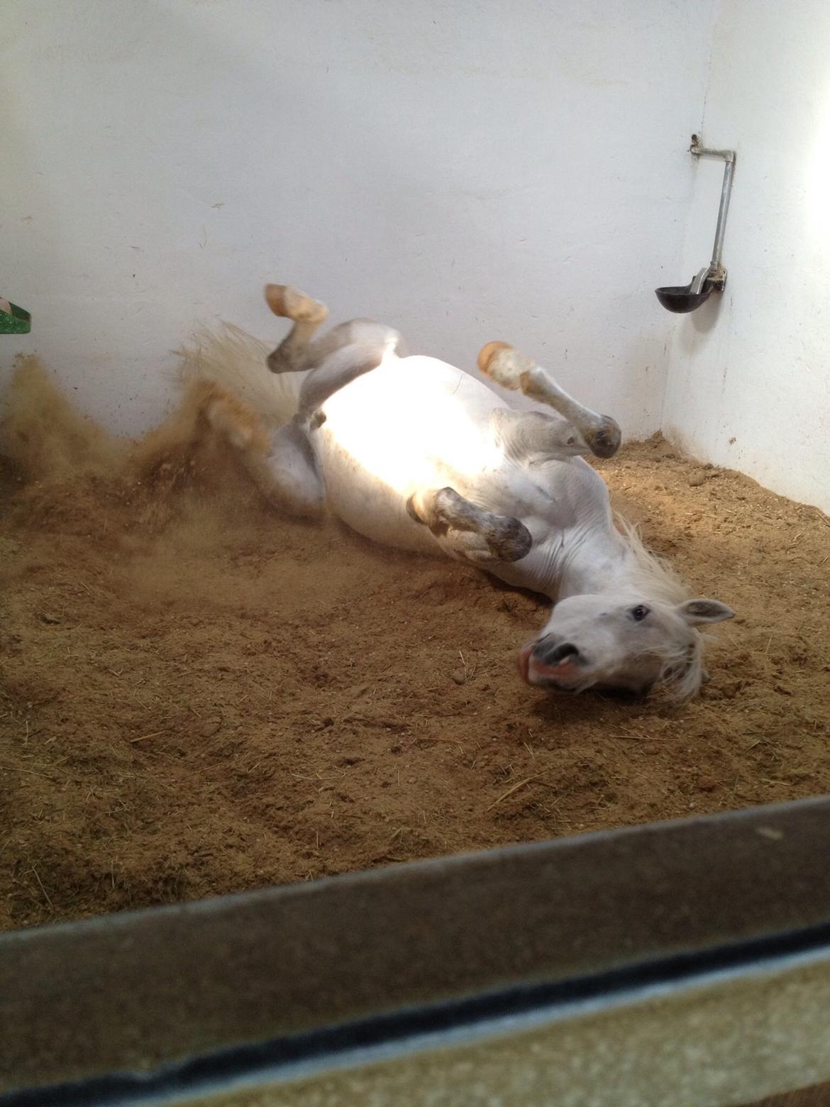 Welsh Pony (sec B) Diablo billede 20