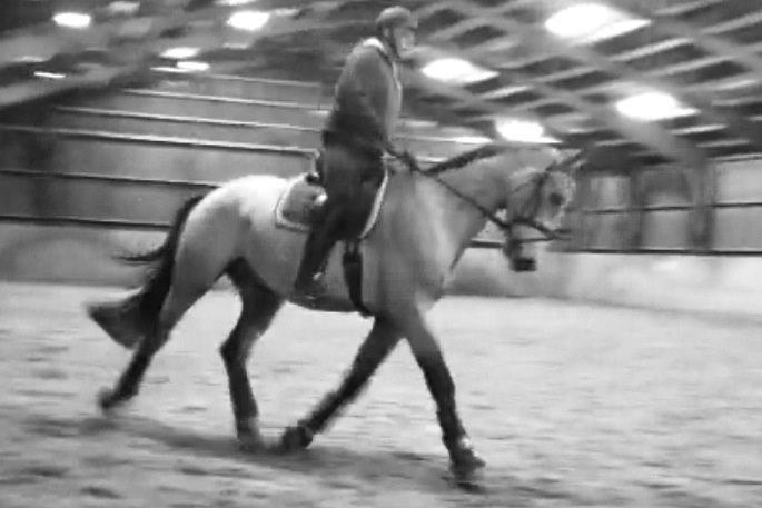 Hollandsk Varmblod Money Quest billede 19