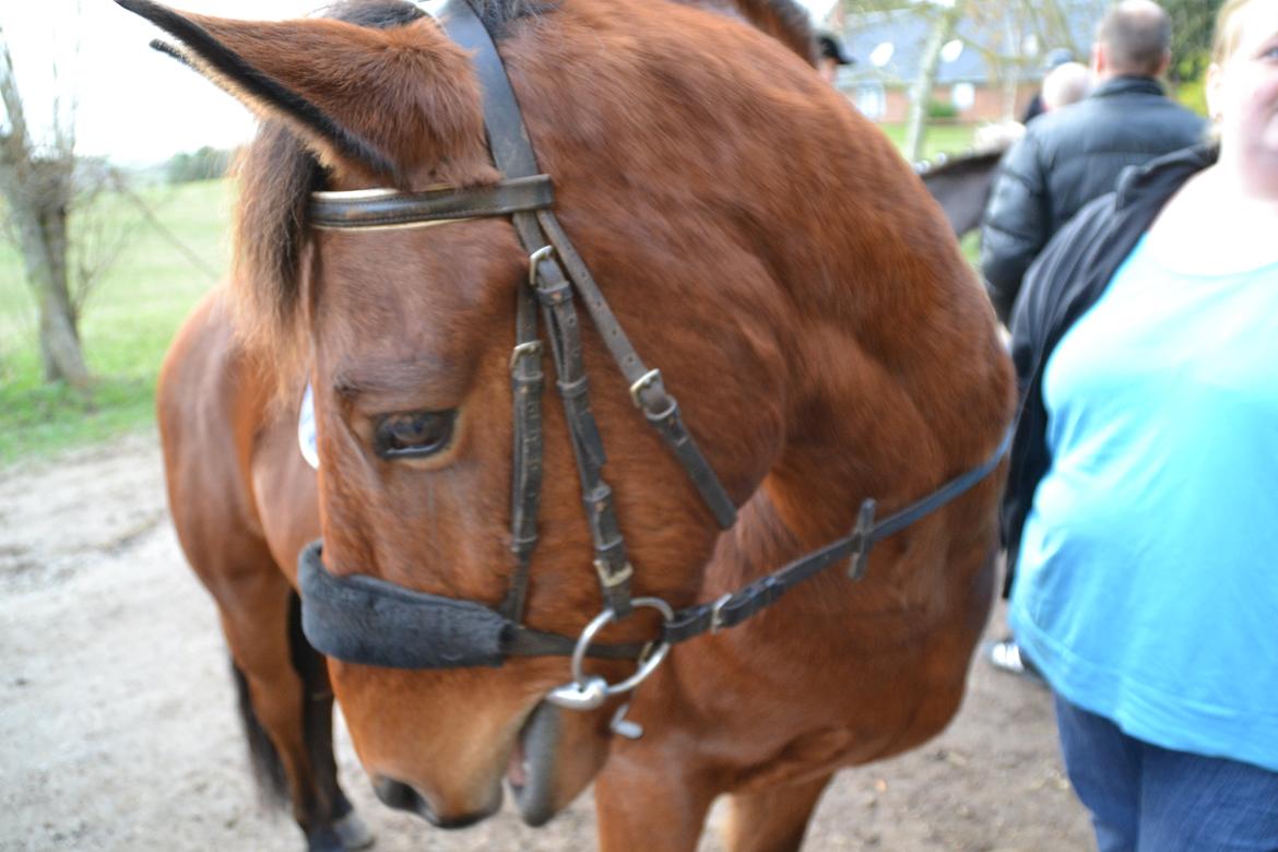 Svensk Sportspony  Sparkle (gnistre på Engelsk) billede 15