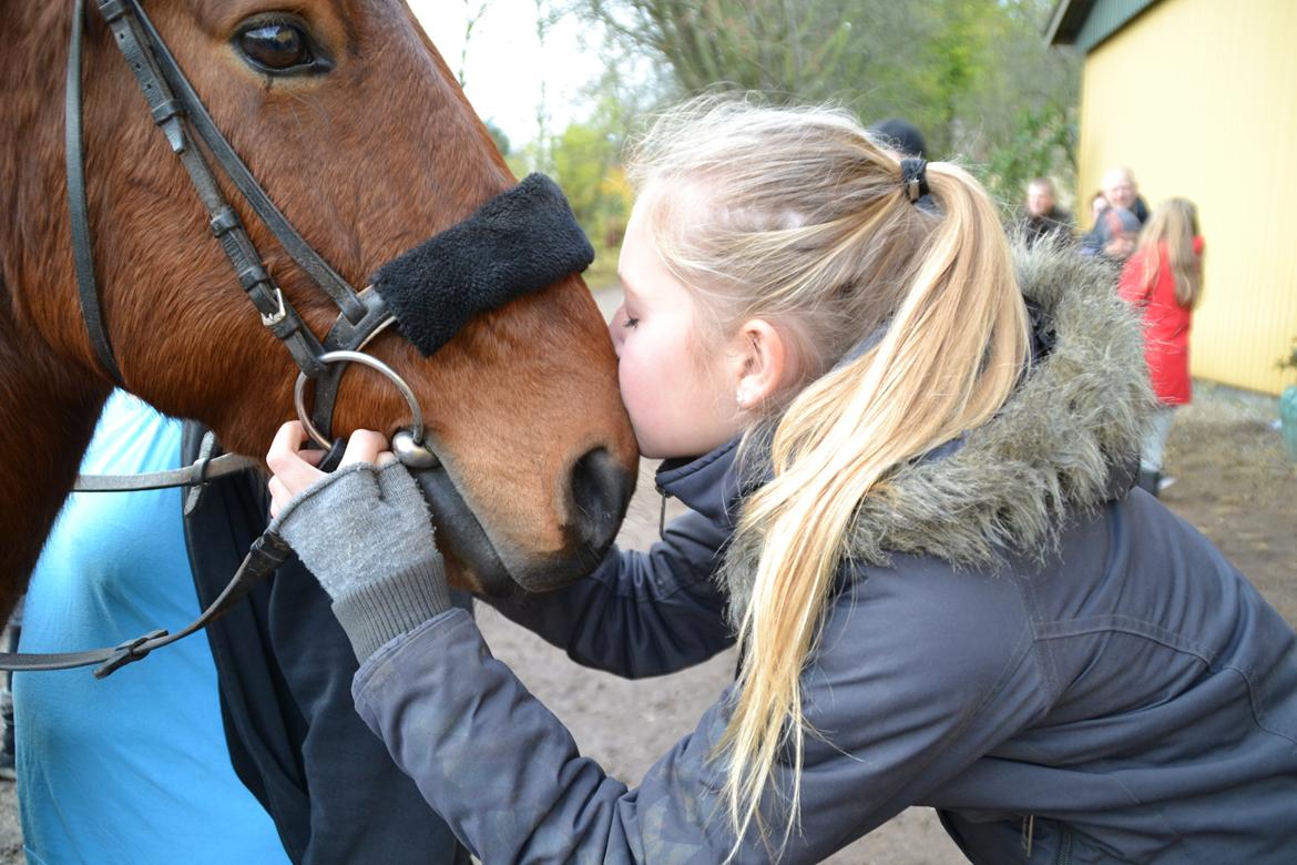 Svensk Sportspony  Sparkle (gnistre på Engelsk) billede 17