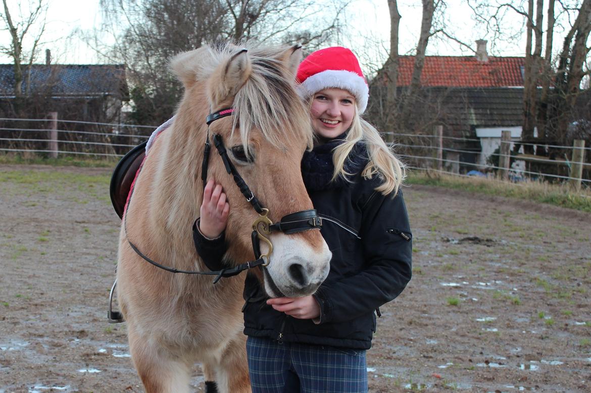 Fjordhest Gjønge  Frimann<3 Bedsteven! <3 billede 19