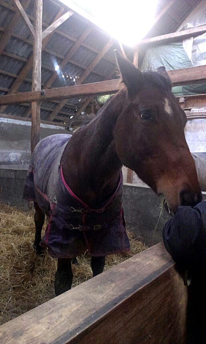 Dansk Varmblod Donna billede 1