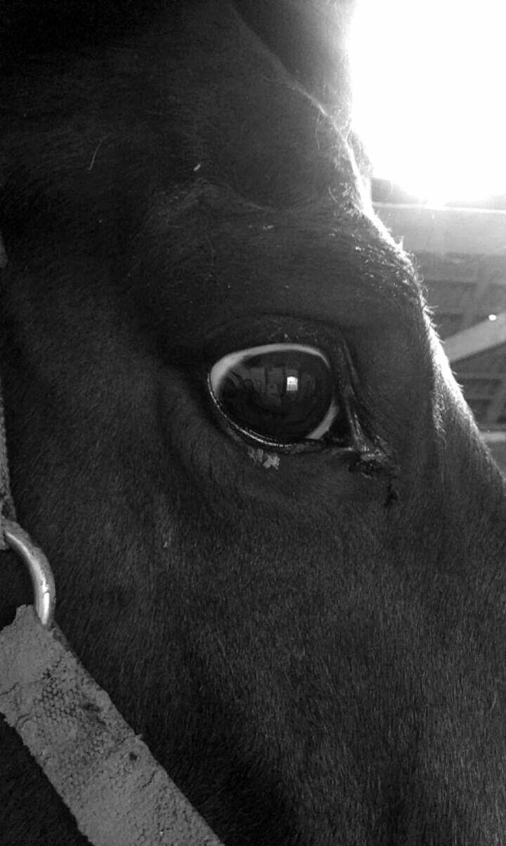 Dansk Varmblod Donna billede 2