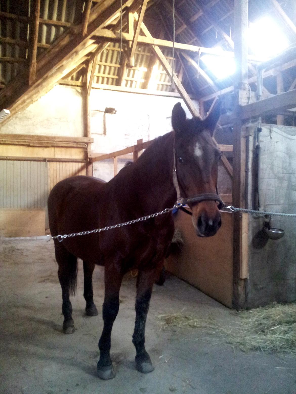 Dansk Varmblod Donna billede 3