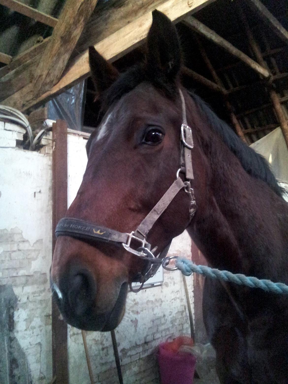 Dansk Varmblod Donna billede 4