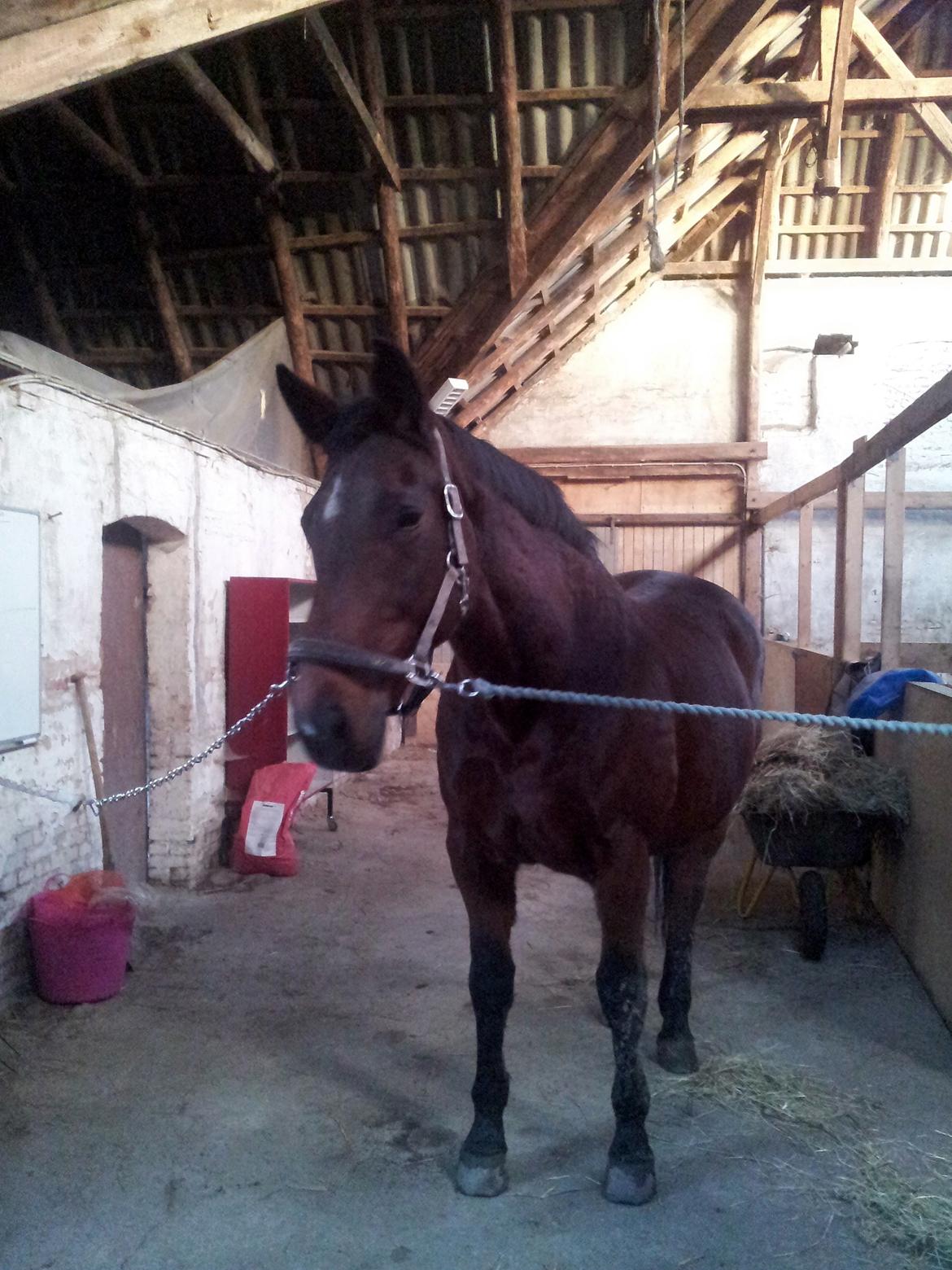 Dansk Varmblod Donna billede 5