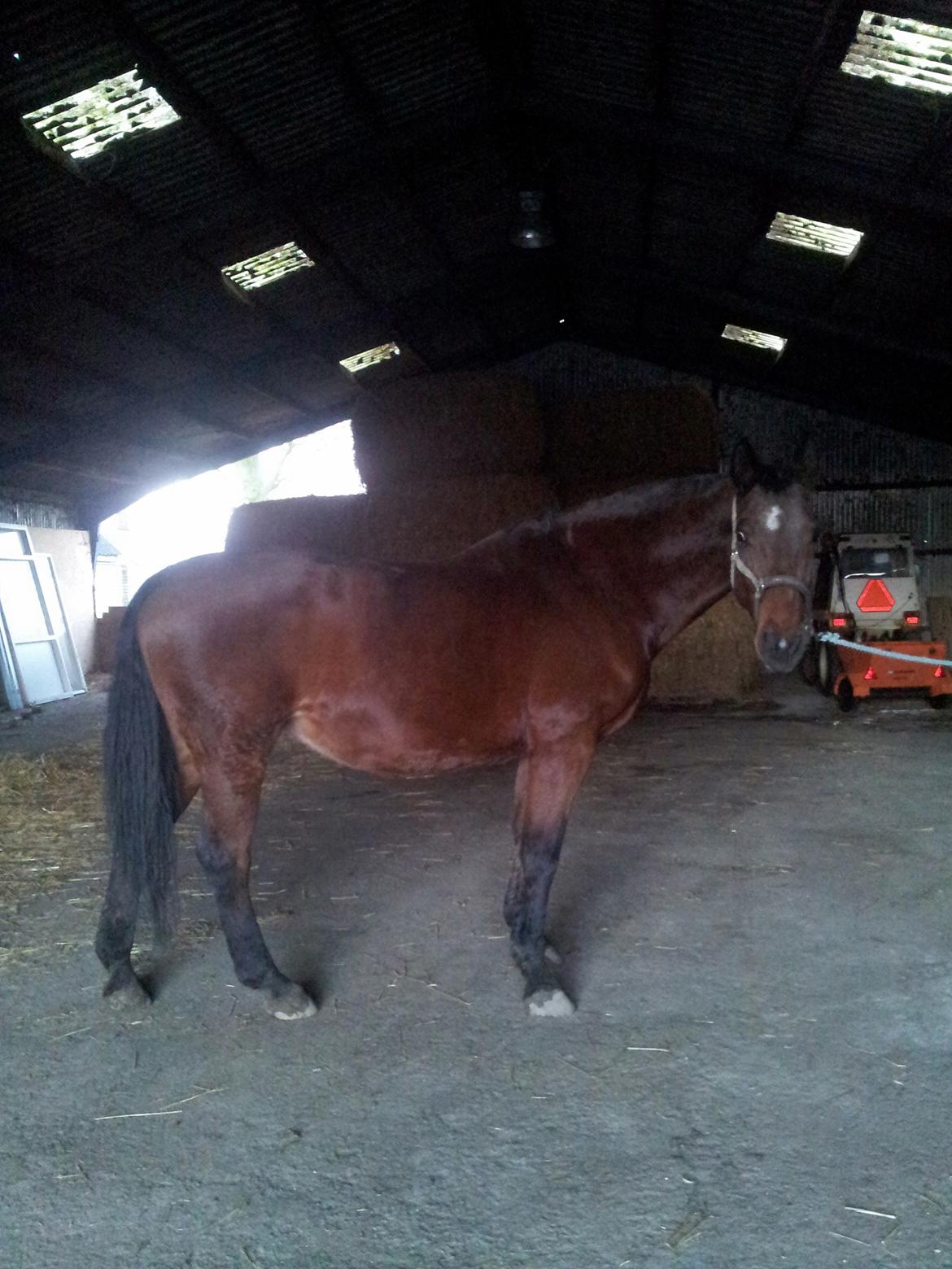 Dansk Varmblod Donna billede 6