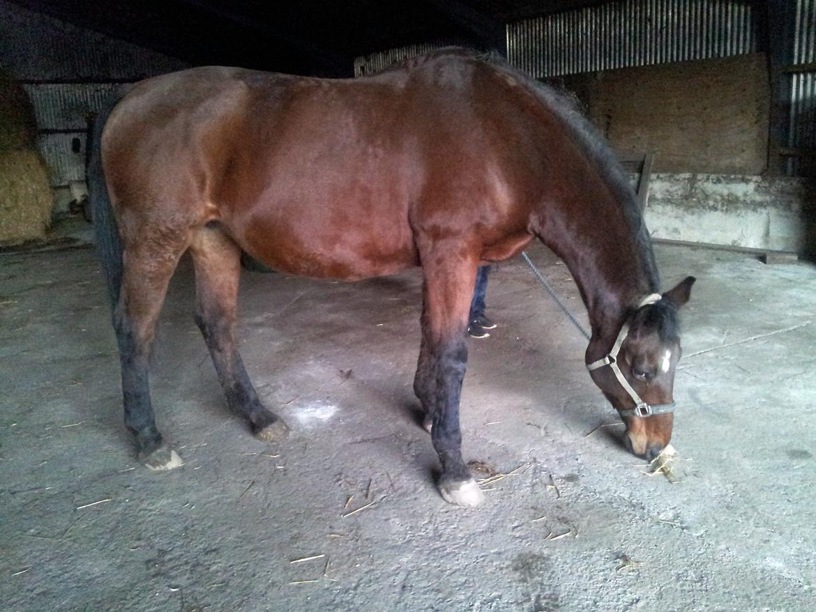 Dansk Varmblod Donna billede 7