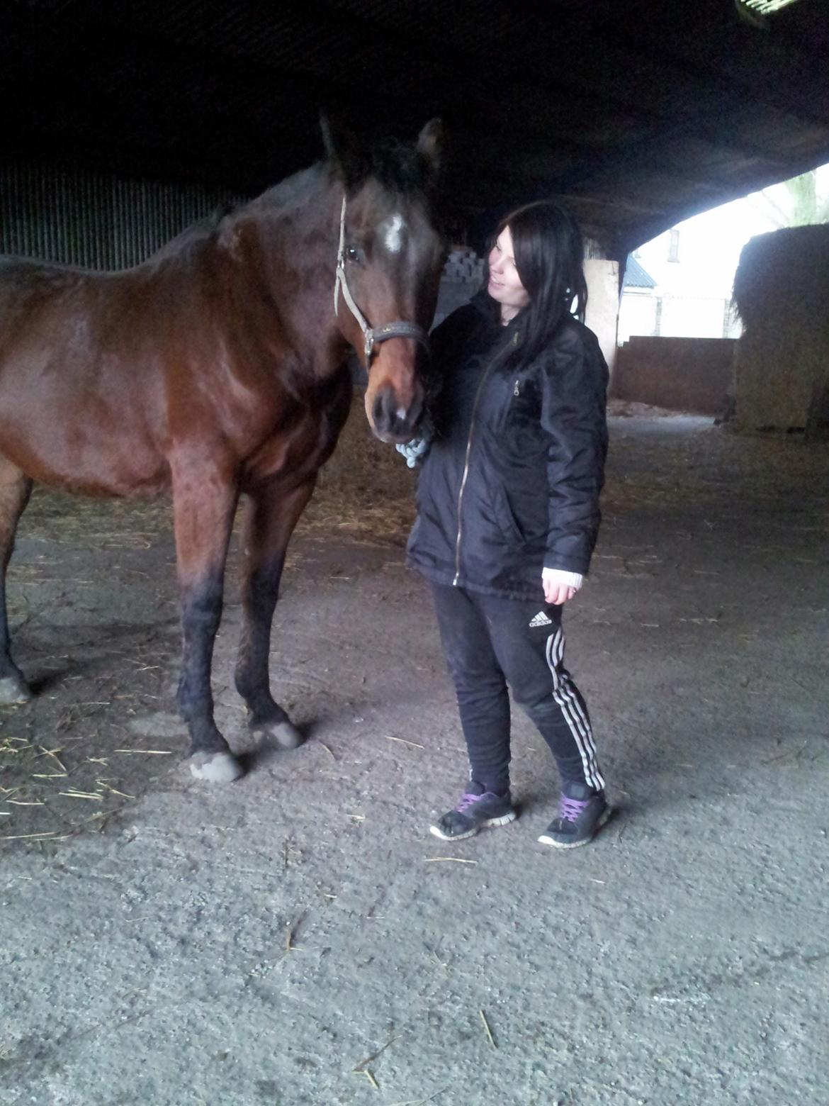 Dansk Varmblod Donna billede 8