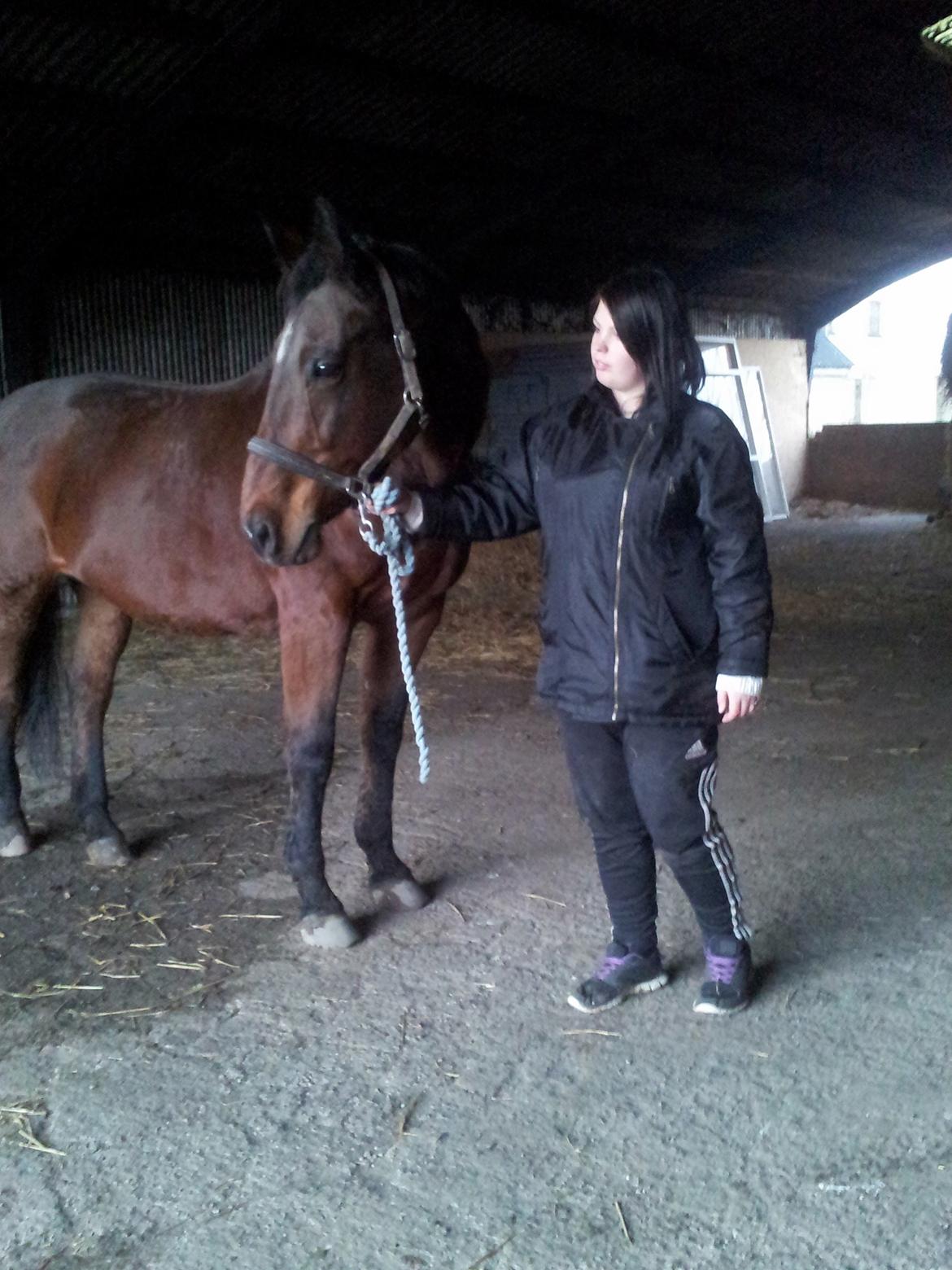 Dansk Varmblod Donna billede 9